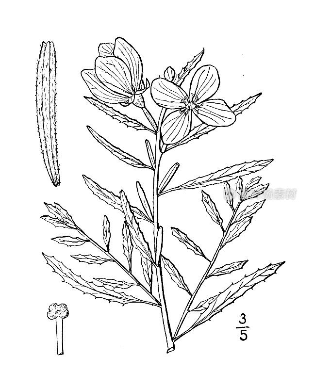 古植物学植物插图:Meriolix serrulata，齿叶报春花